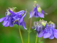 Aquilegia 0024a