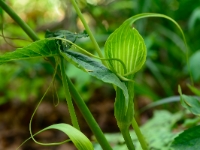 Arisaema intermedium 006a