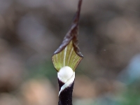 Arisaema sikokianum-2014-03-27-123a