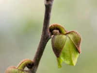 Asimina triloba