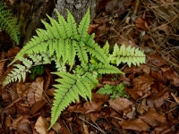 Athyrium otophorum okokanum 0030a