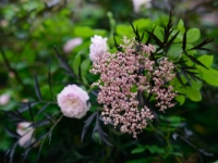 Blush Noisette und Sambucus nigra 'Black Lace'