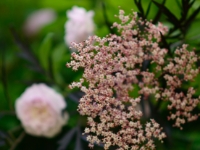 Blush Noisette und Sambucus nigra 'Black Lace'