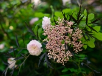 Blush Noisette und Sambucus nigra 'Black Lace'