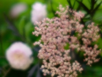 Blush Noisette und Sambucus nigra 'Black Lace'