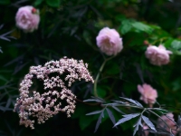 Blush Noisette und Sambucus nigra 'Black Lace'