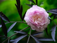 Blush Noisette und Sambucus nigra 'Black Lace'