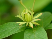 Calycanthus floridus Athens 061a