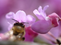 Cercis canadensis 2014-04-14-004a