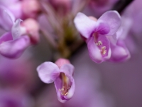 Cercis canadensis 2014-04-14-008a