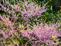 Cercis canadensis 2014-04-17-035a