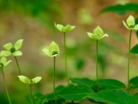 Cornus Porlock0014a