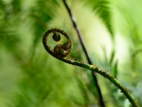 Cyathea australis 036a