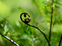 Cyathea australis 038a