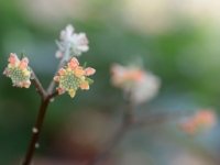 Edgeworthia papyrifera f. rubra