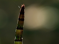 Equisetum 016a