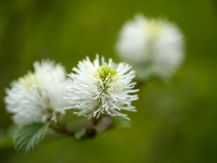 Fothergilla major