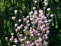 Magnolia 'Fragrant Cloud' oder 'Satisfaction'