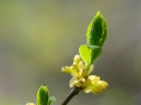 Lindera benzoin