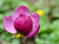 Magnolia 'Genie'