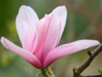 Magnolia Star Wars-2014-04-04-28a