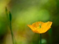 Meconopsis cambrica Orange 028a