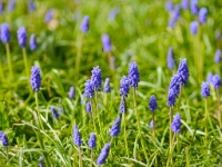 Muscari-2014-03-30-147a