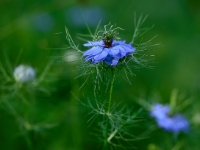 Nigella 103a