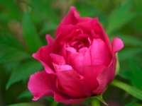 Paeonia 2014-04-14-022a