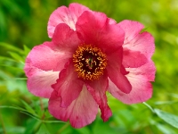 Paeonia lutea Renown 0014a