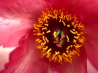 Paeonia lutea Renown 0019a