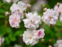 Pauls Himalayan Musk 070a