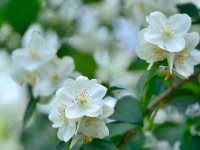 Philadelphus 070a