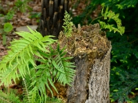 Polypodium 0032a