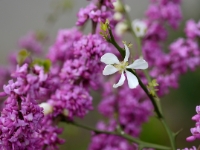 Poncirus trifoliata und Cercis chinensis 'Avondale'