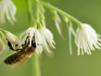 Pterostyrax 065a