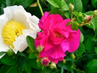 Rosa gallica officinalis mit Paeonia Archangel 074a