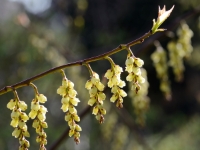 Stachyurus praecox