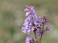 Syringa oblata