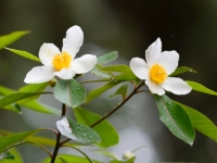 x Gordlinia grandiflora