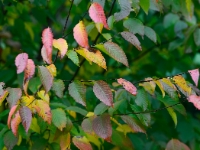 Carpinus caroliniana