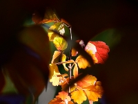 Rhus aromatica 'Grow Low'