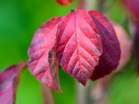 Parrotia subaequalis, Herbstlaub