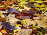 Magnolia Officinalis Herbstlaub