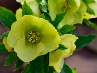 Helleborus-orientalis-Hybride