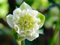 Helleborus-orientalis-Hybride