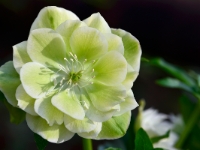 Helleborus-orientalis-Hybride