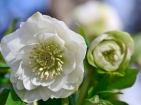 Helleborus-orientalis-Hybride