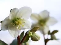 Helleborus 'Candy Love'