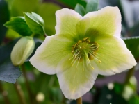 Helleborus 'Snow White'